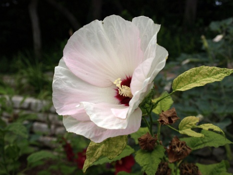 Hints of Pink  Hints of Pink